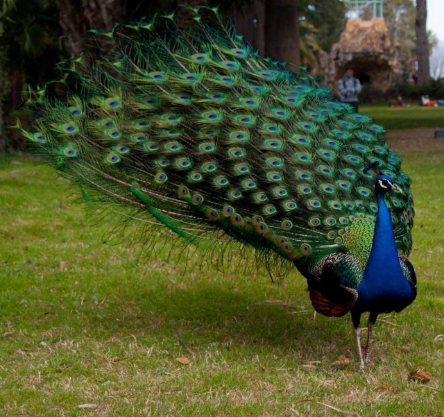  Pfau 